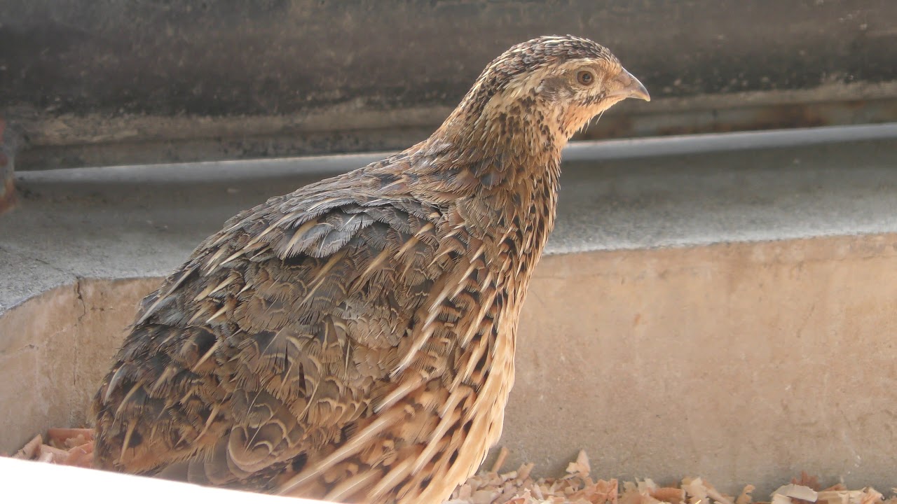 ウズラ