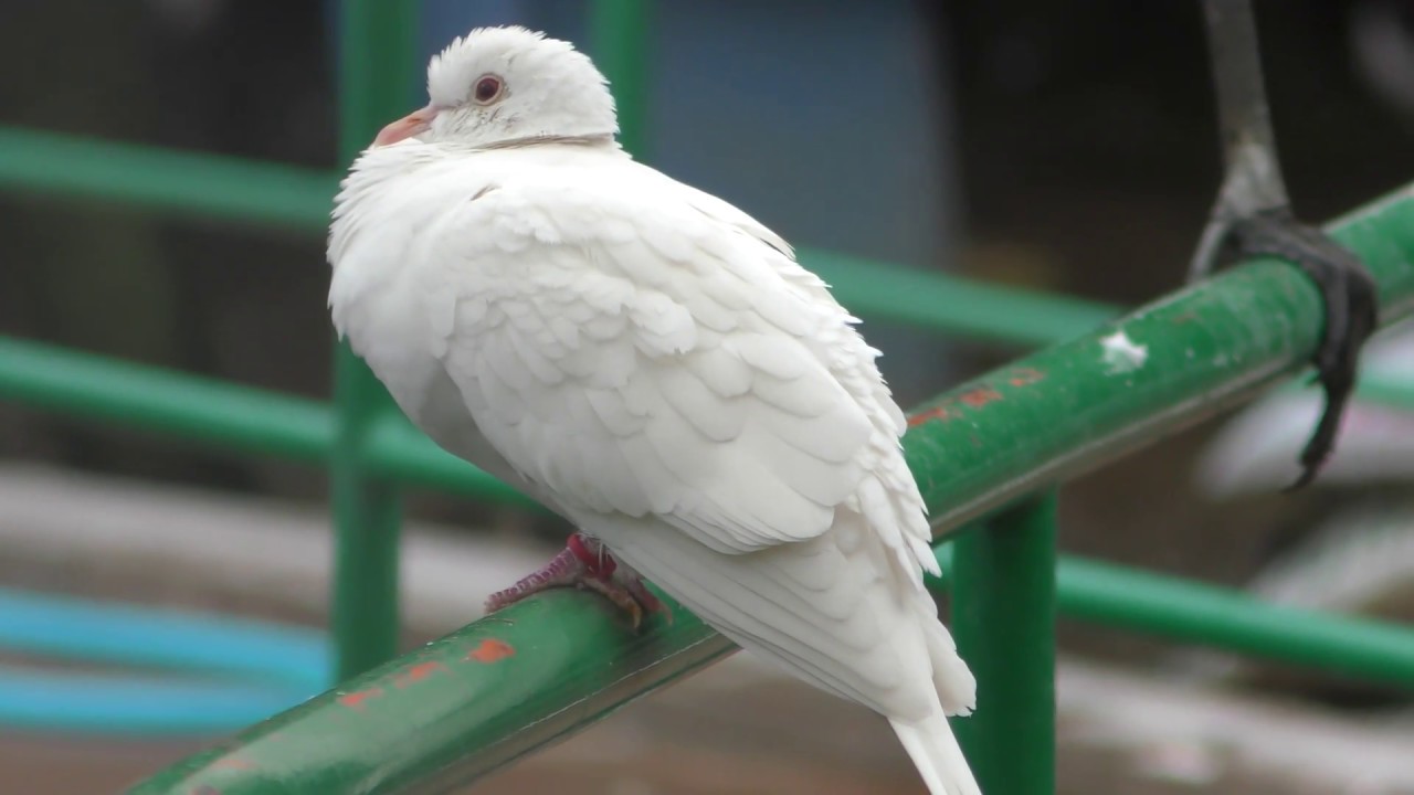 ギンバト