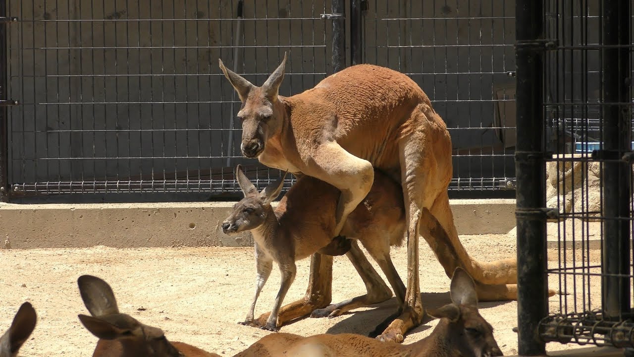 アカカンガルー