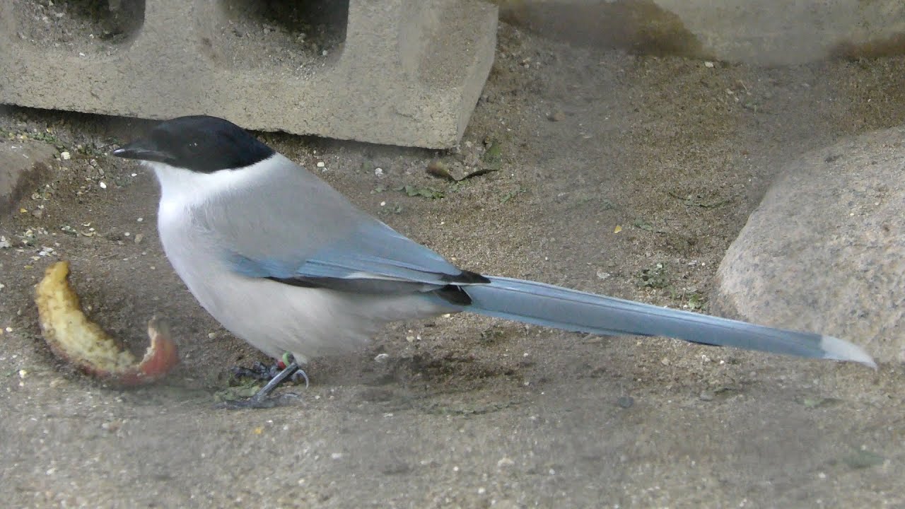 オナガ