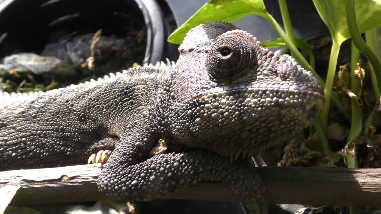 ウスタレカメレオン
