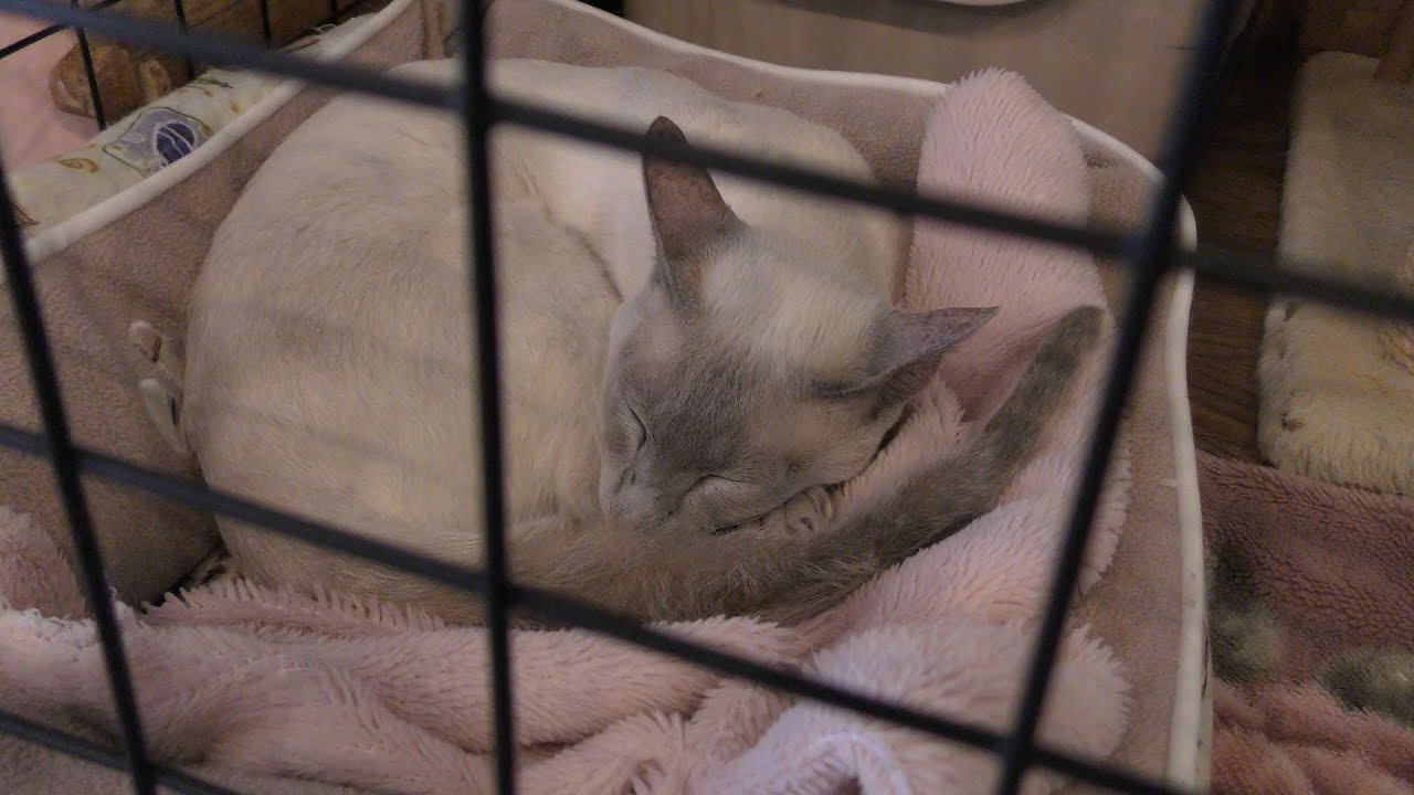 Siamese
