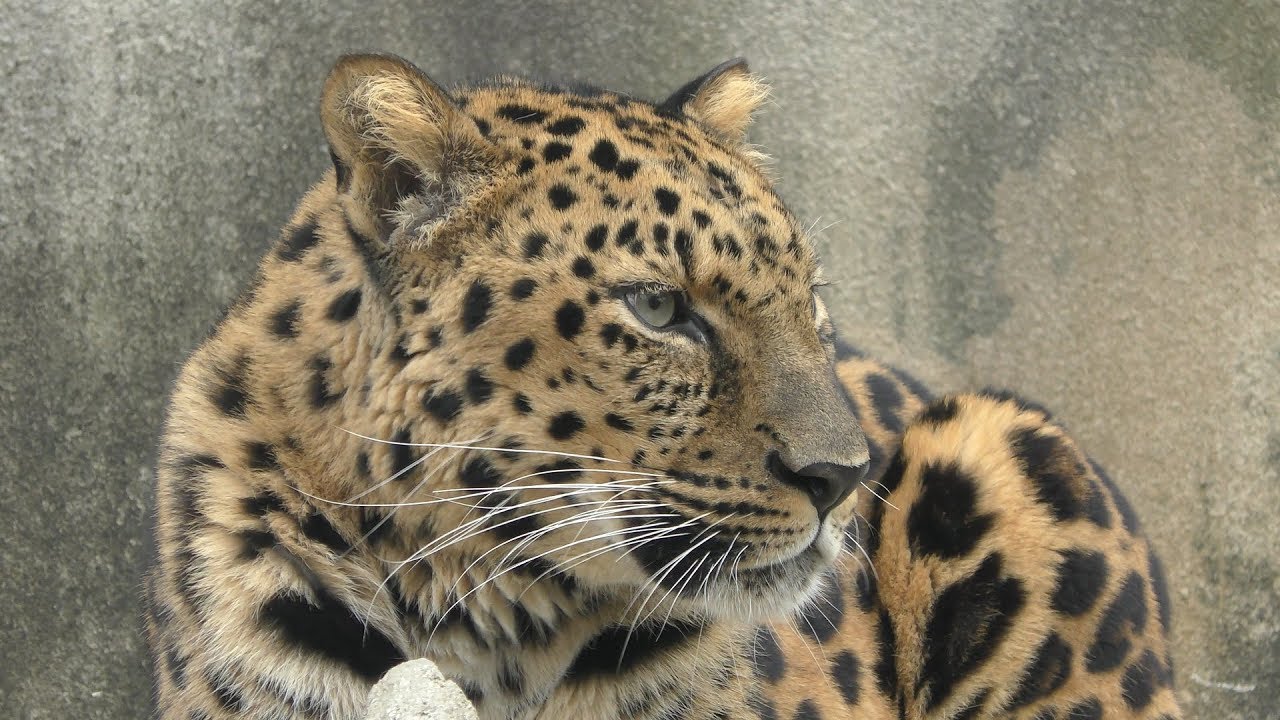 アムールヒョウ