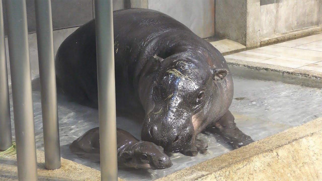 コビトカバ