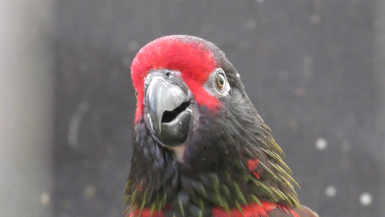 キスジインコ