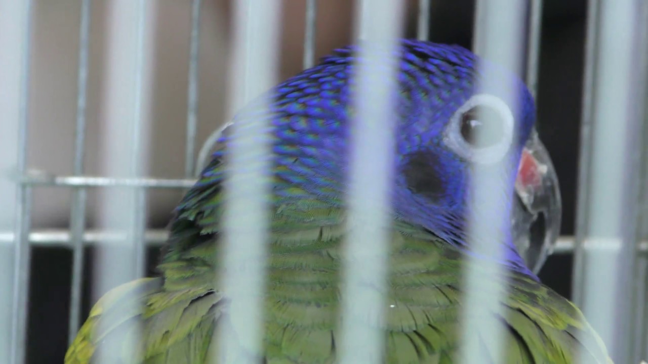 アケボノインコ