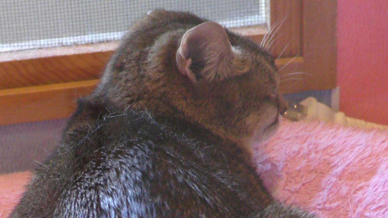 Abyssinian