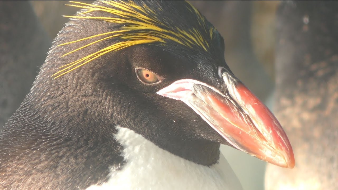 マカロニペンギン
