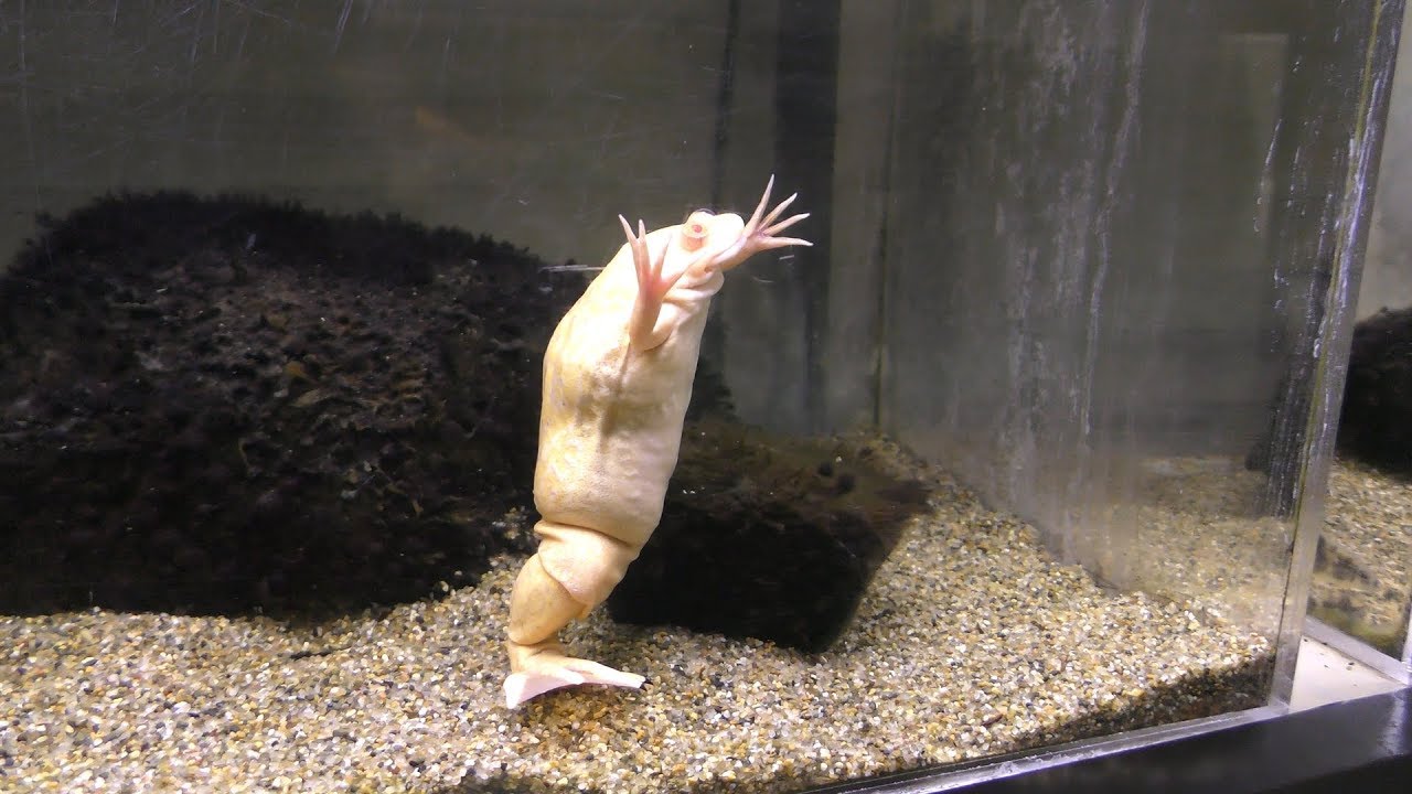 アルビノアフリカツメガエル