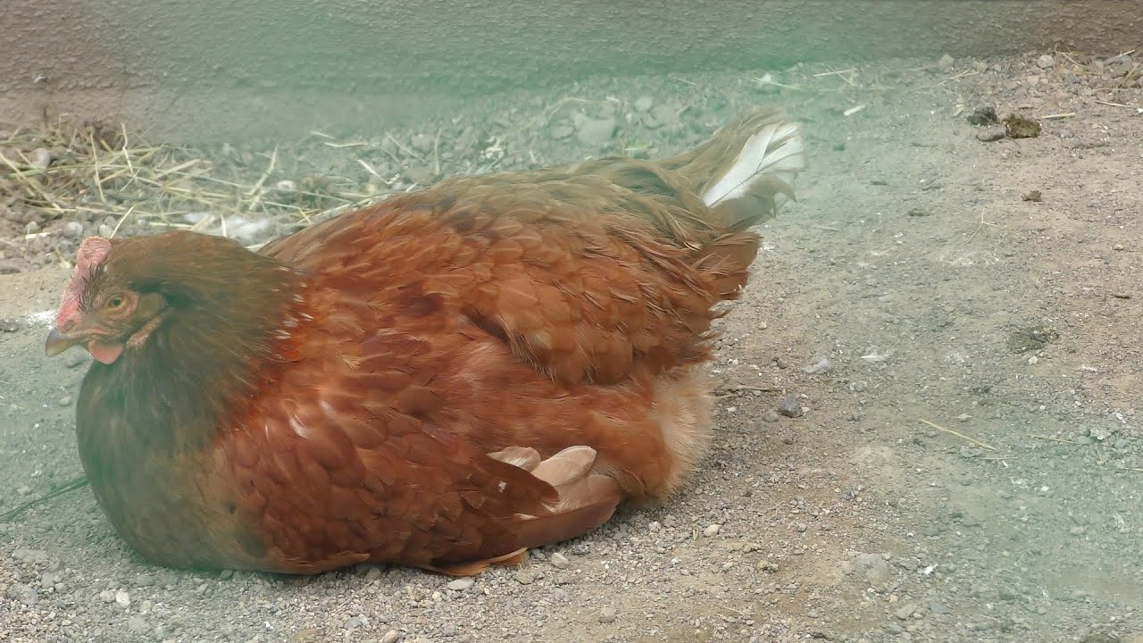 ボリスブラウン