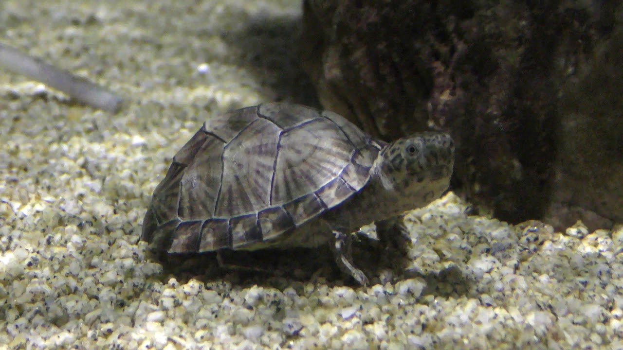 カブトニオイガメ