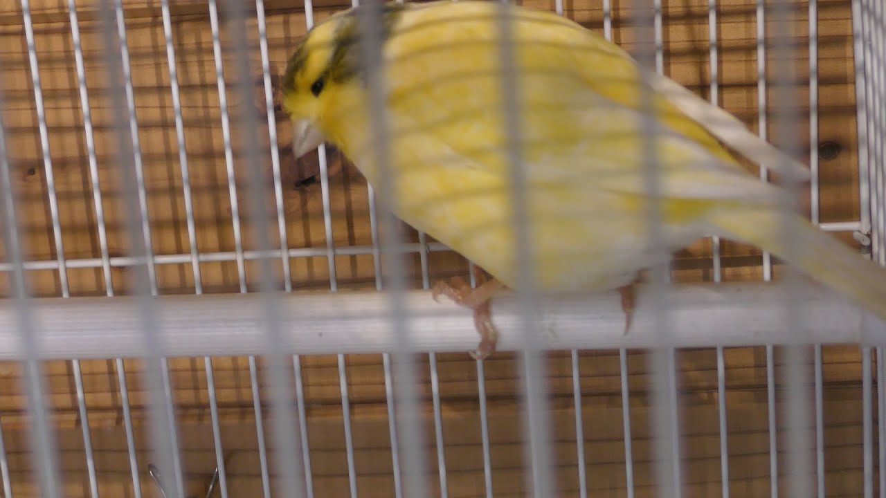 カナリア
