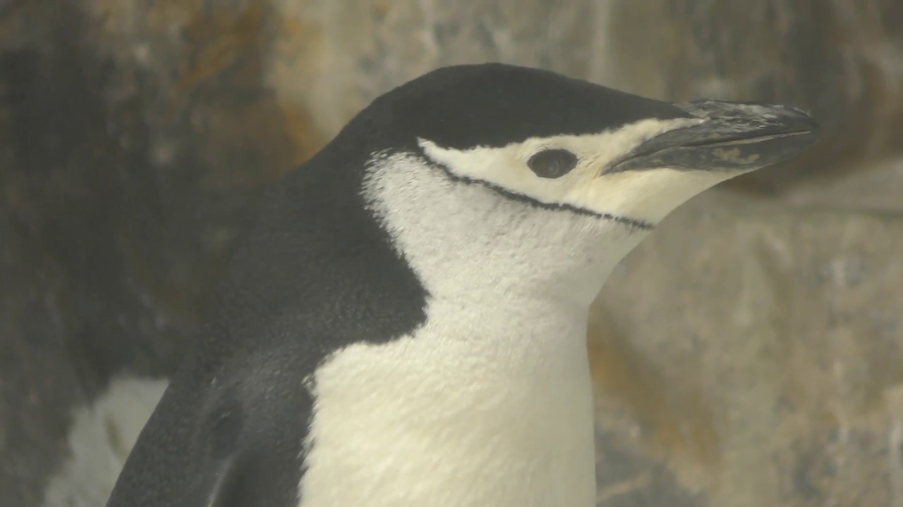 ヒゲペンギン