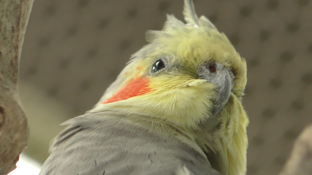オカメインコ