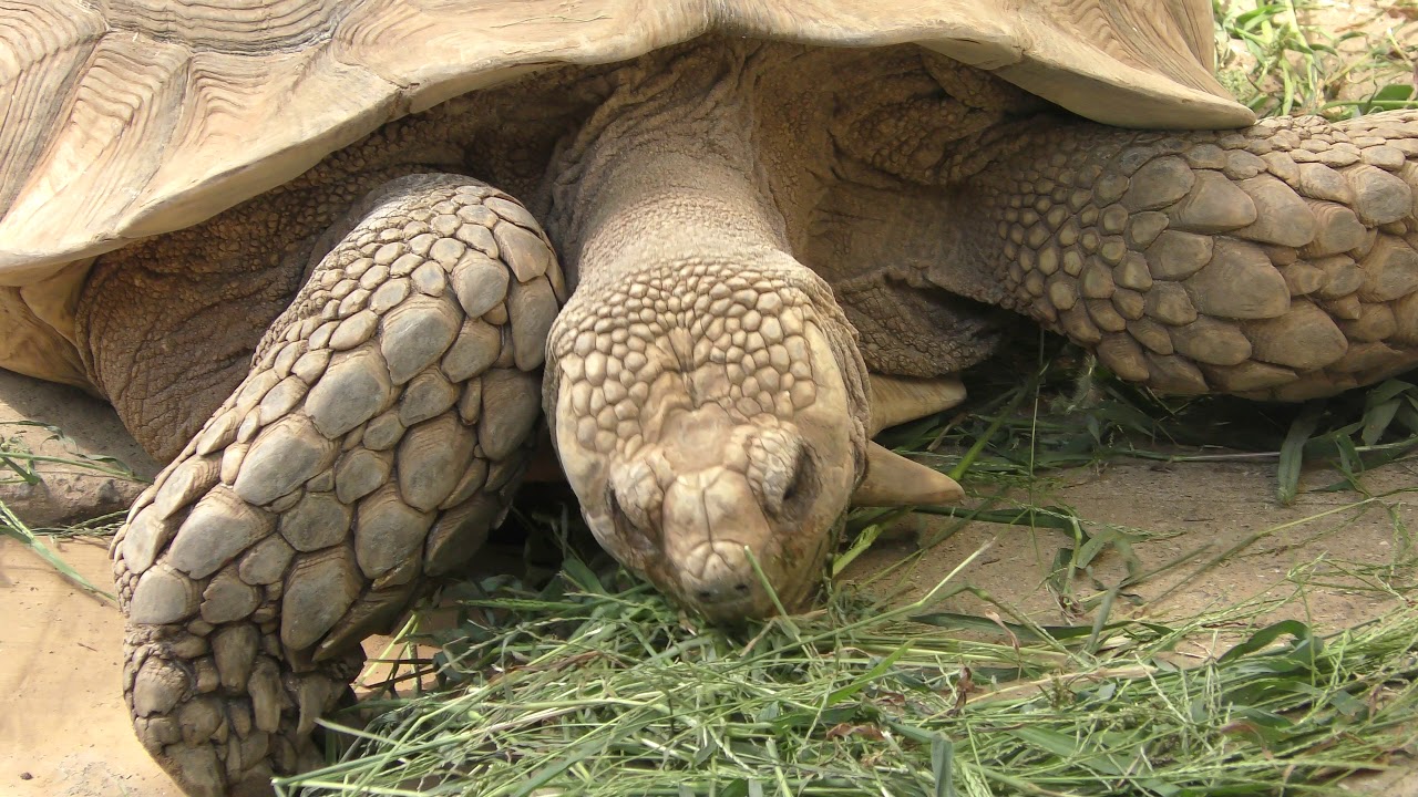 アルダブラゾウガメ