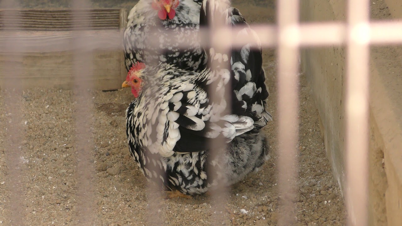 Japanese bantam (goishi)