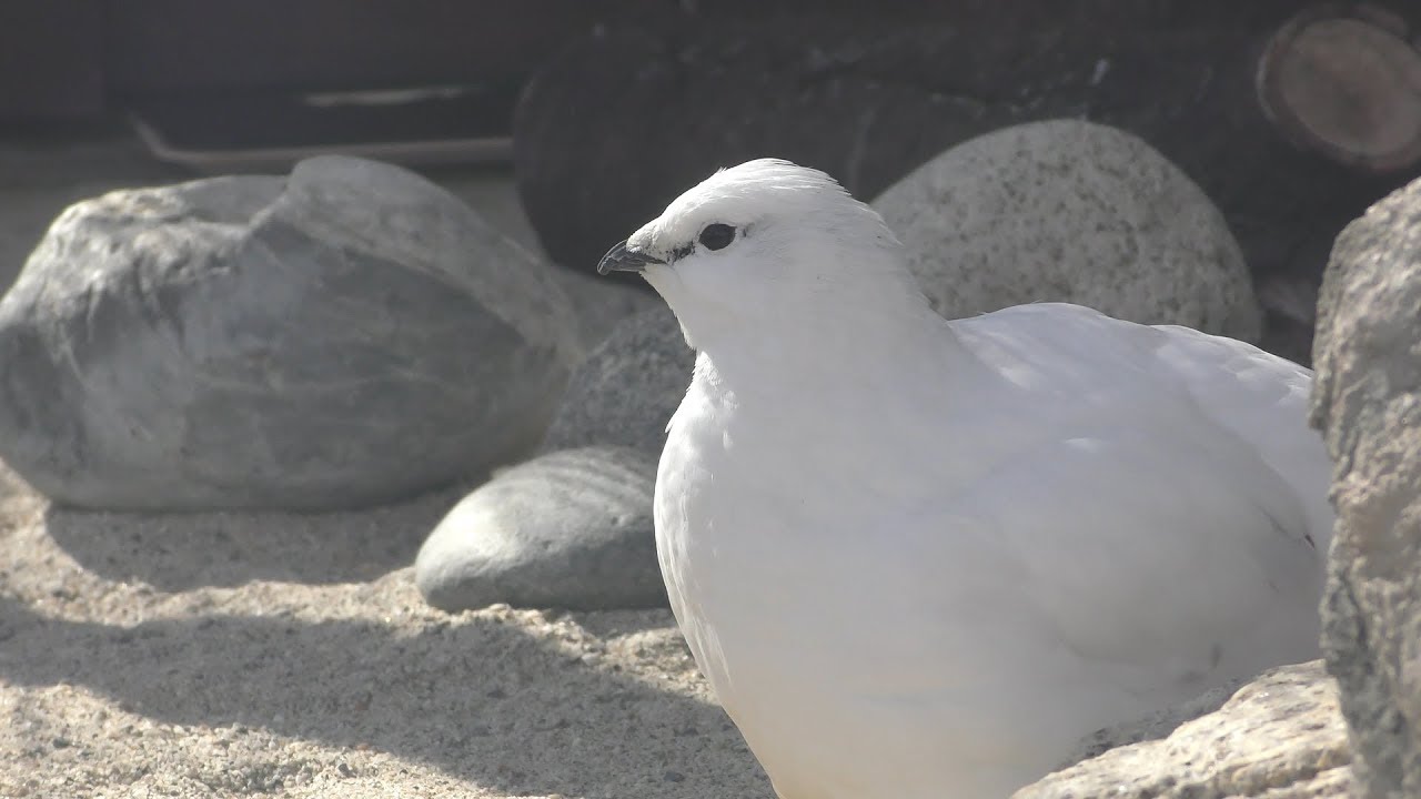 スバールバルライチョウ
