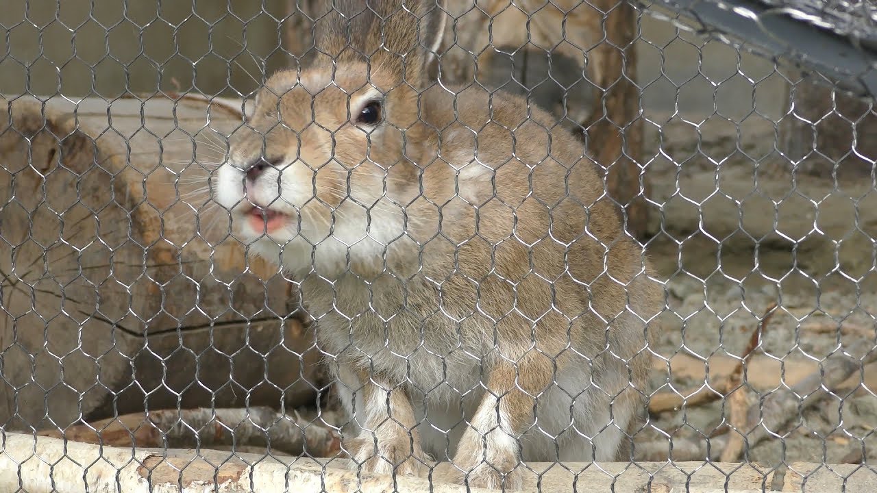 ユキウサギ