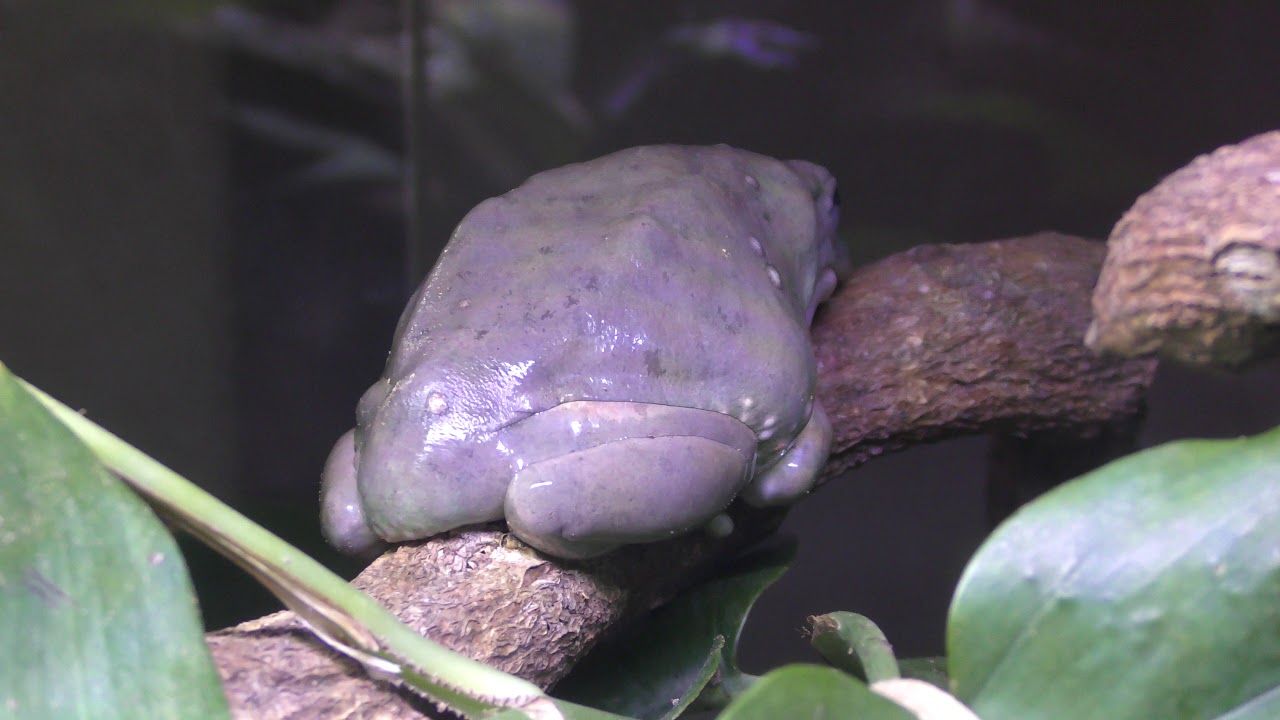 メキシコフトアマガエル