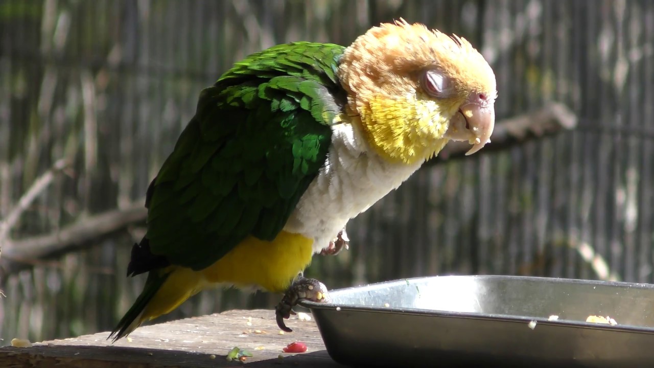 シロハラインコ