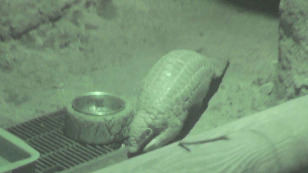 ミミセンザンコウ