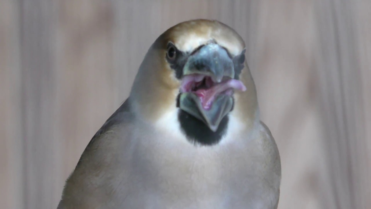 シメ