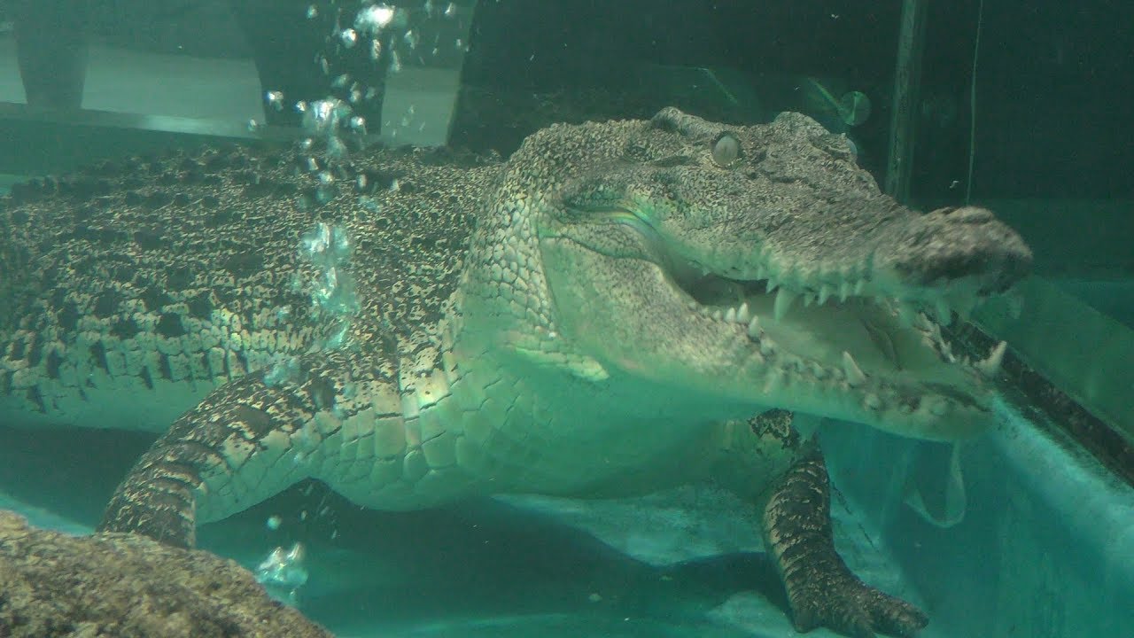 イリエワニ