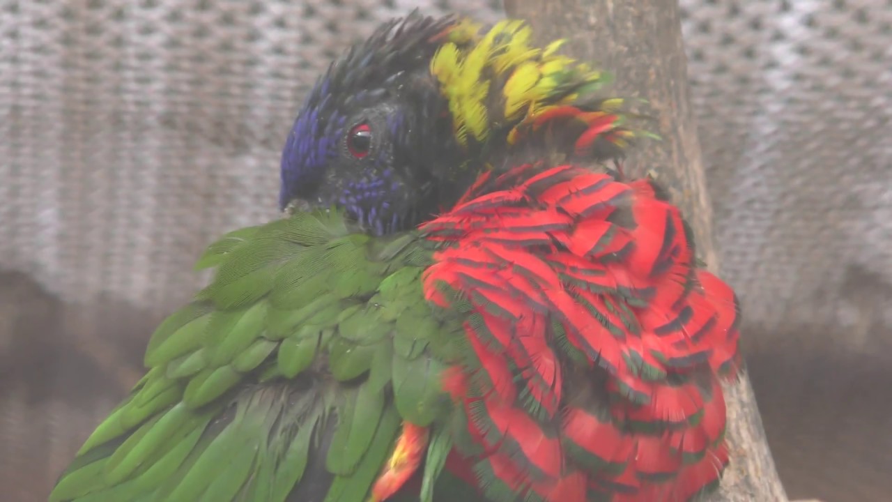 フトフムネアカゴシキ