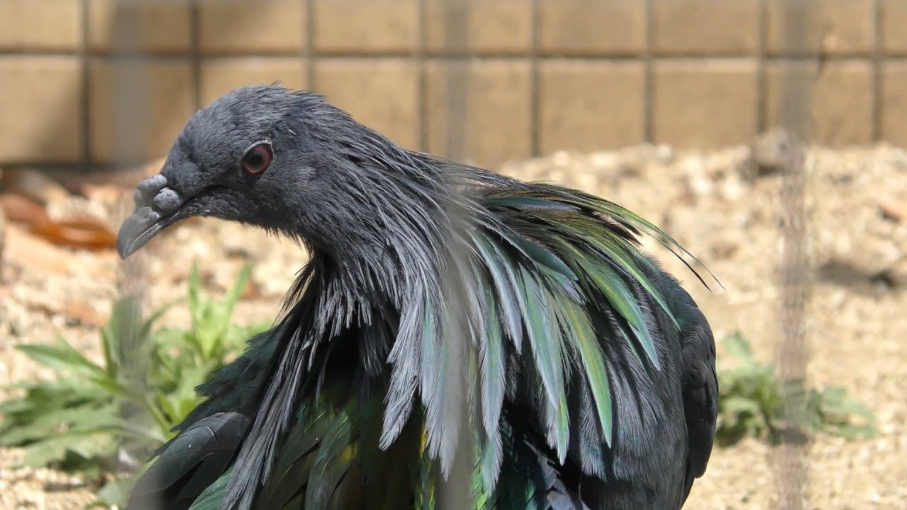 ミノバト