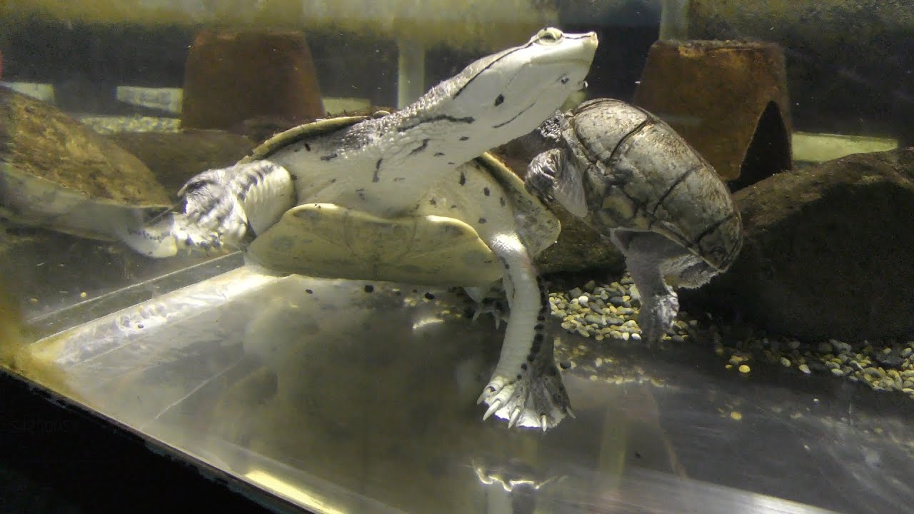 ヒラリーカエルガメ