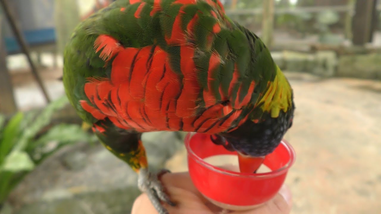Rainbow lorikeet
