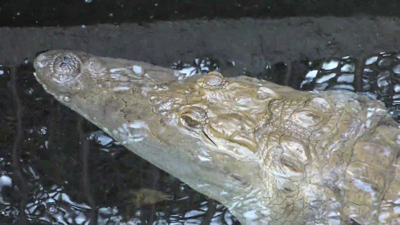 ナイルワニ
