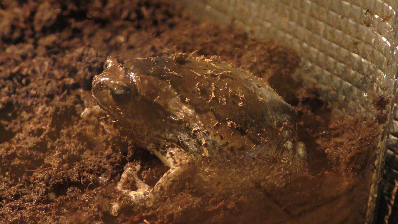 アジアジムグリガエル