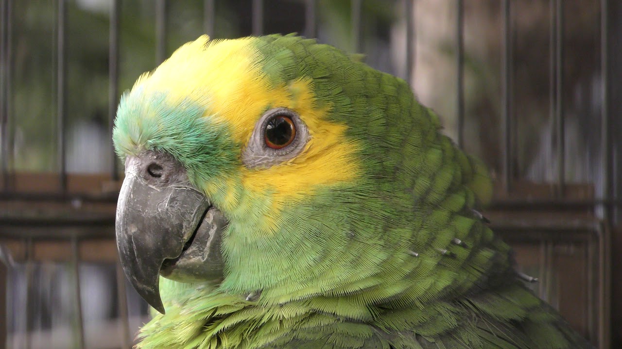 アオボウシインコ
