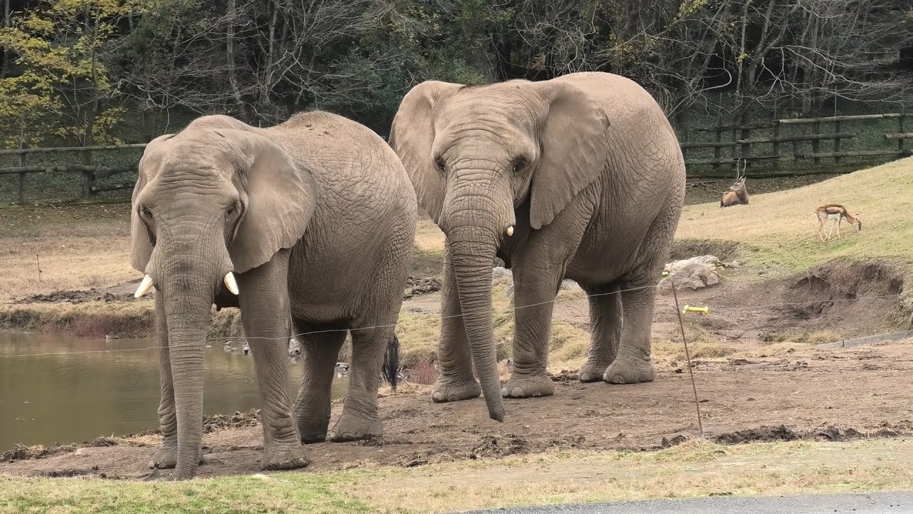 サバンナゾウ