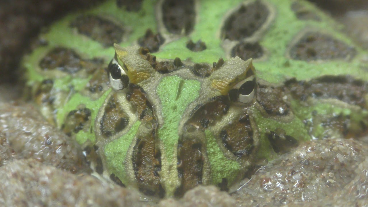クランウェルツノガエル