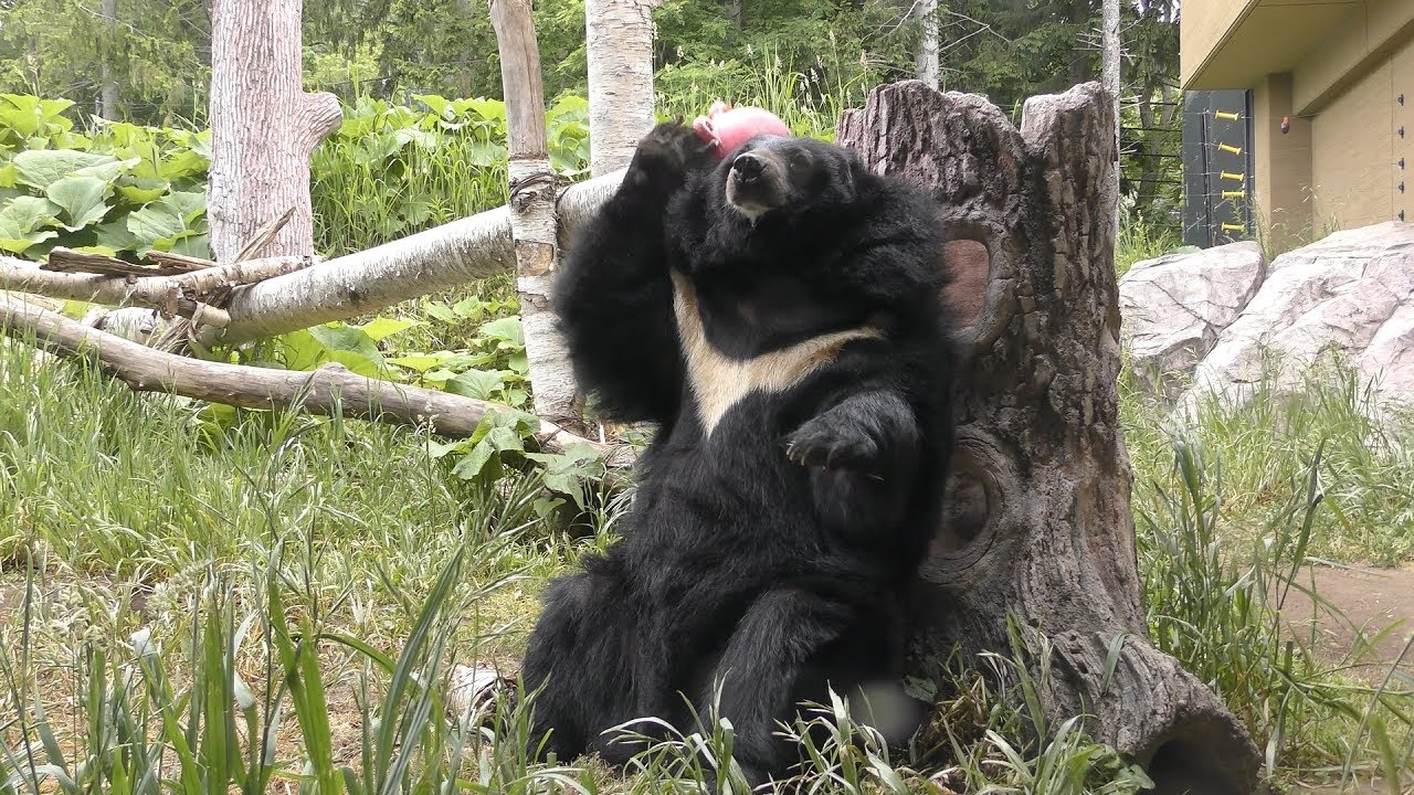Himalayan black bear