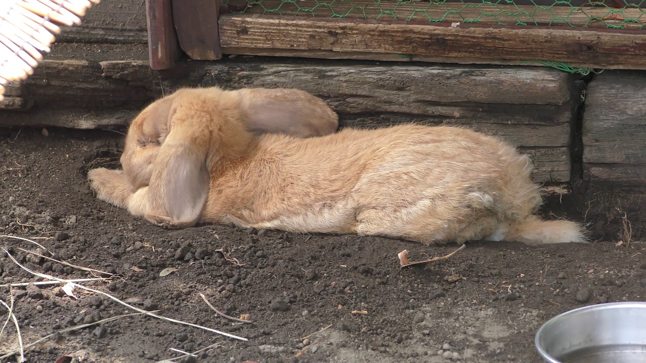 アナウサギ