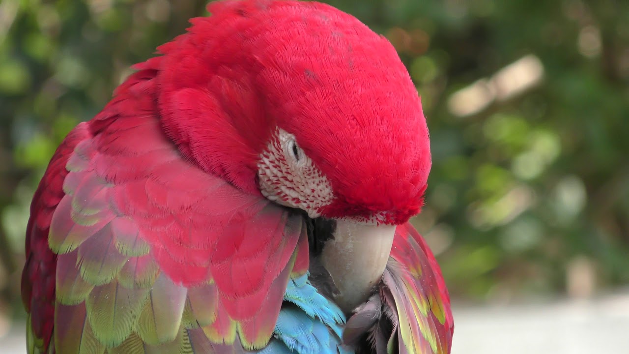 ベニコンゴウインコ
