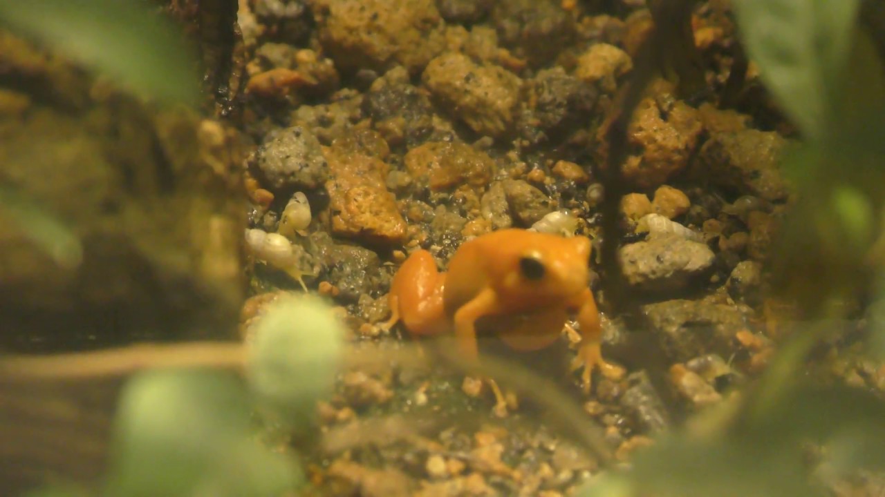 マダガスカルキンイロガエル