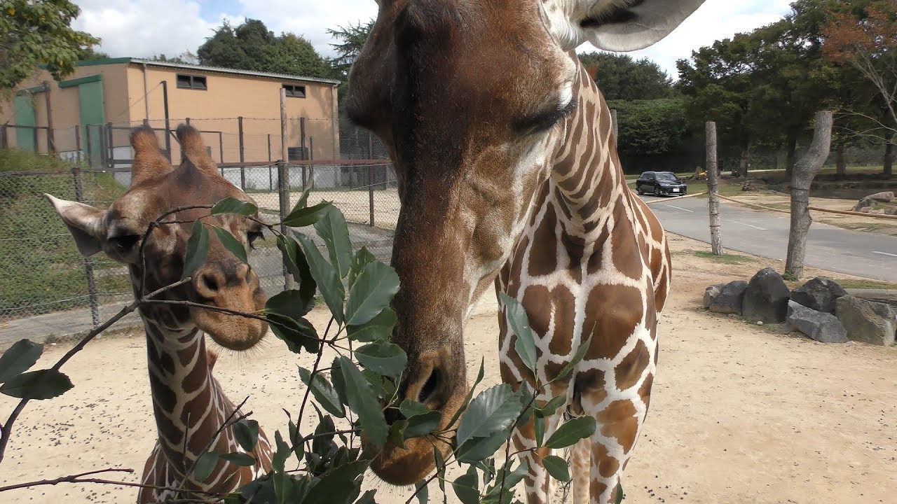 キリン