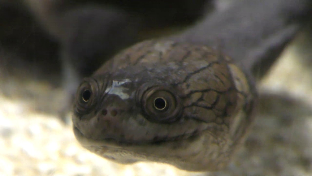 コウホソナガクビガメ