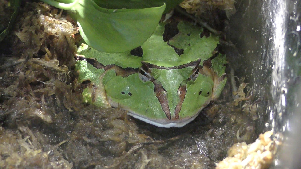 アマゾンツノガエル