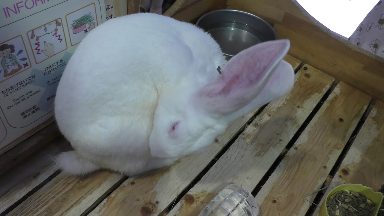 ジャンボうさぎ