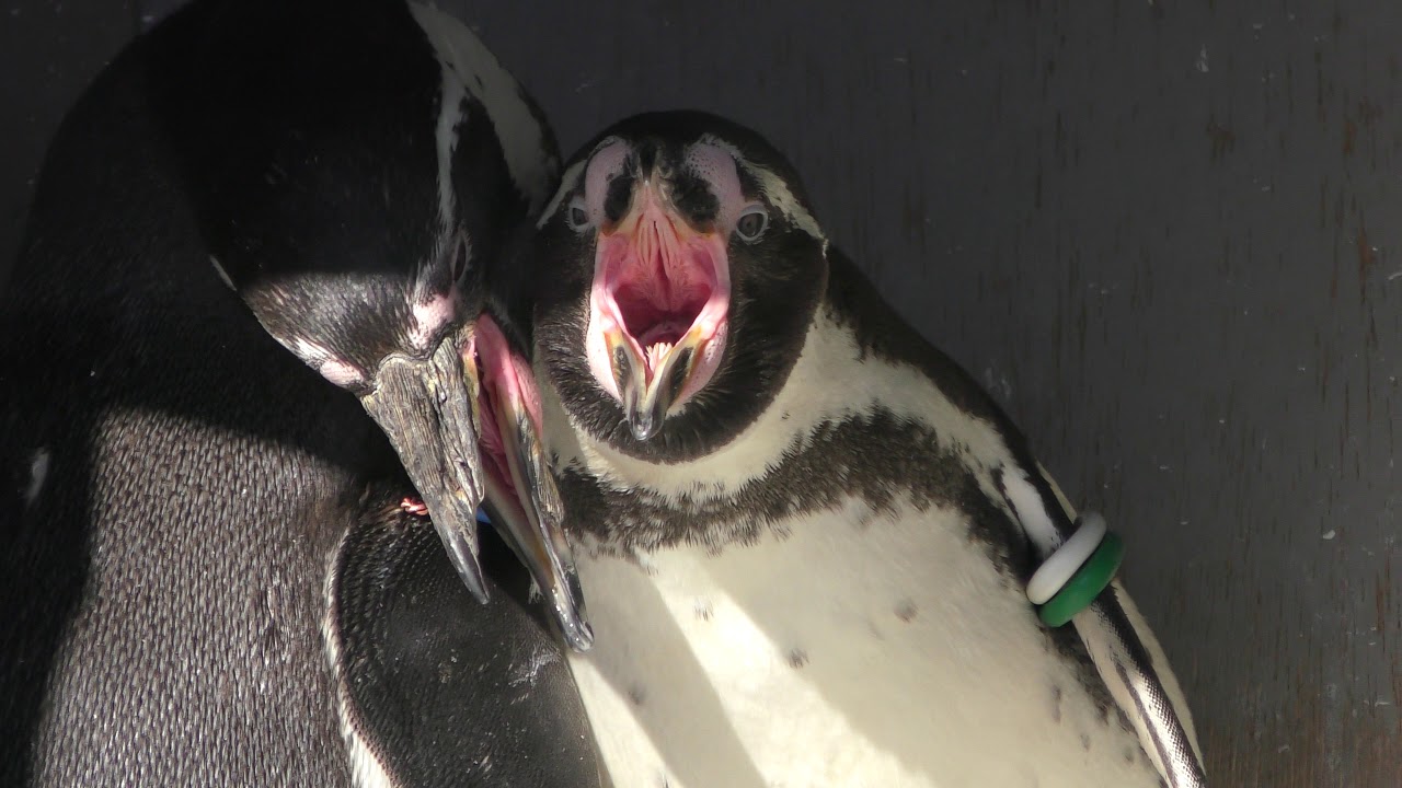 フンボルトペンギン