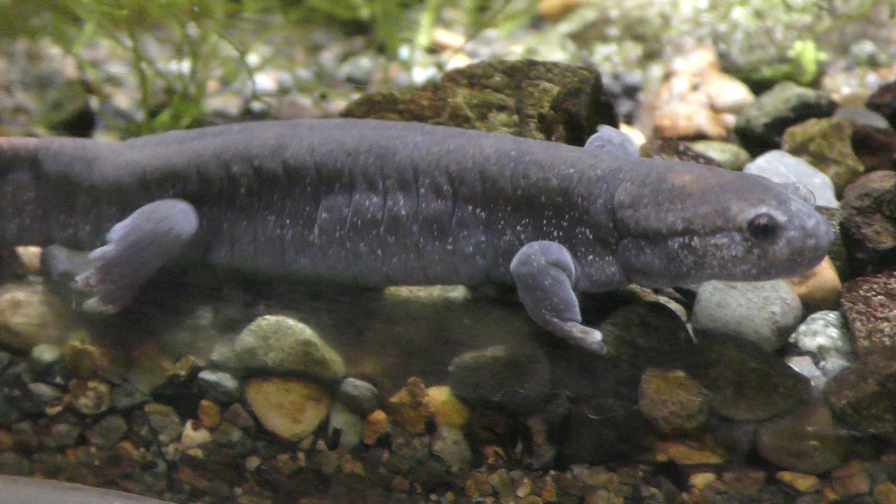 カスミサンショウウオ