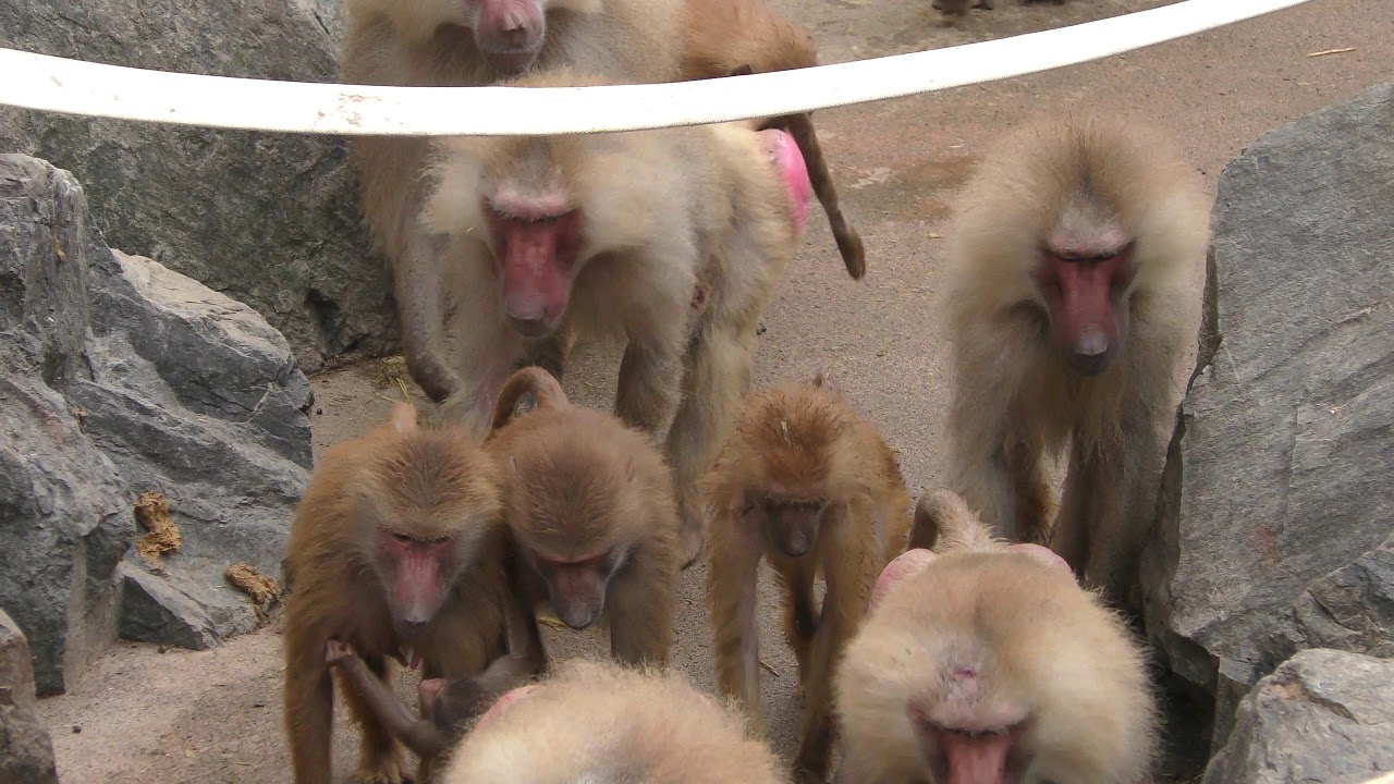 Hamadryas baboon