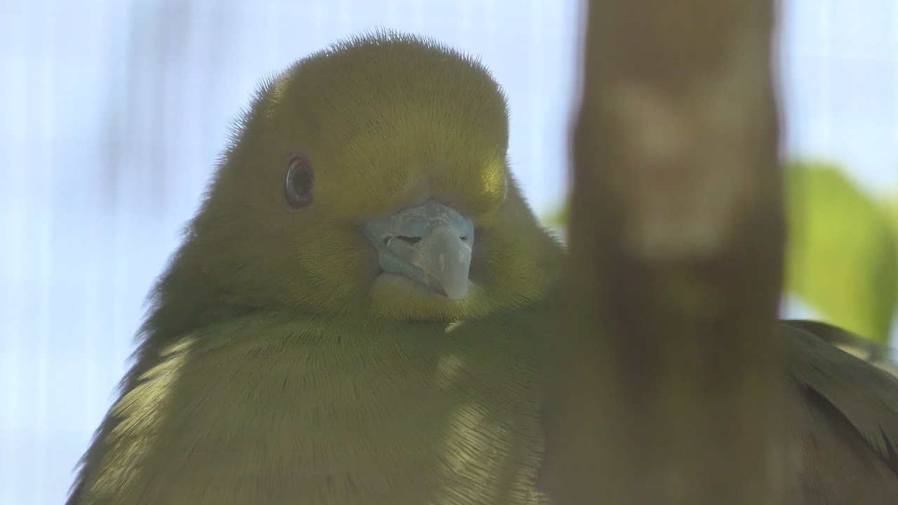 ズアカアオバト