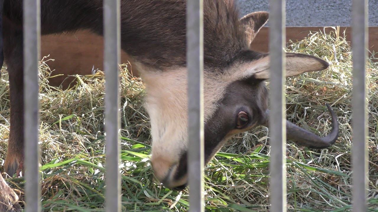 シャモア