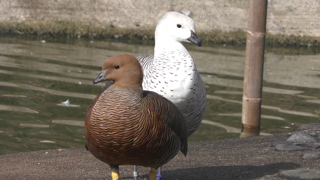 マゼランガン